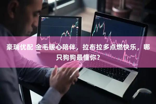 豪瑞优配 金毛暖心陪伴，拉布拉多点燃快乐，哪只狗狗最懂你？