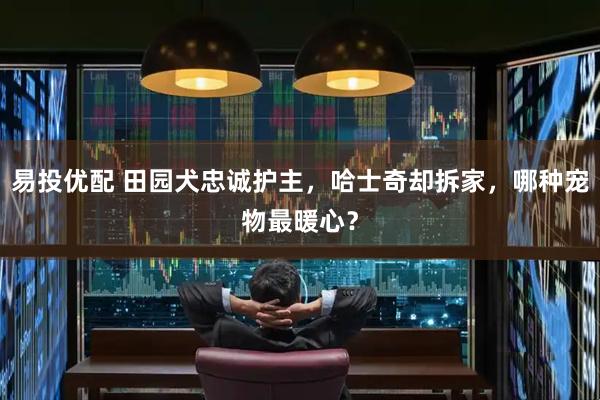 易投优配 田园犬忠诚护主，哈士奇却拆家，哪种宠物最暖心？